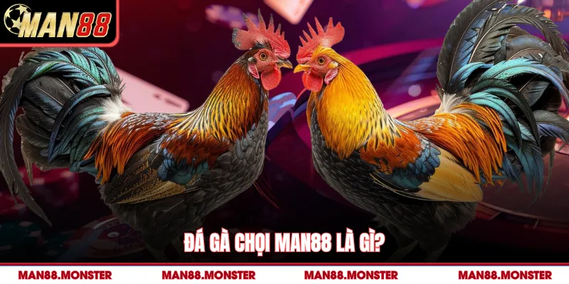 Đá gà chọi man88 là gì?